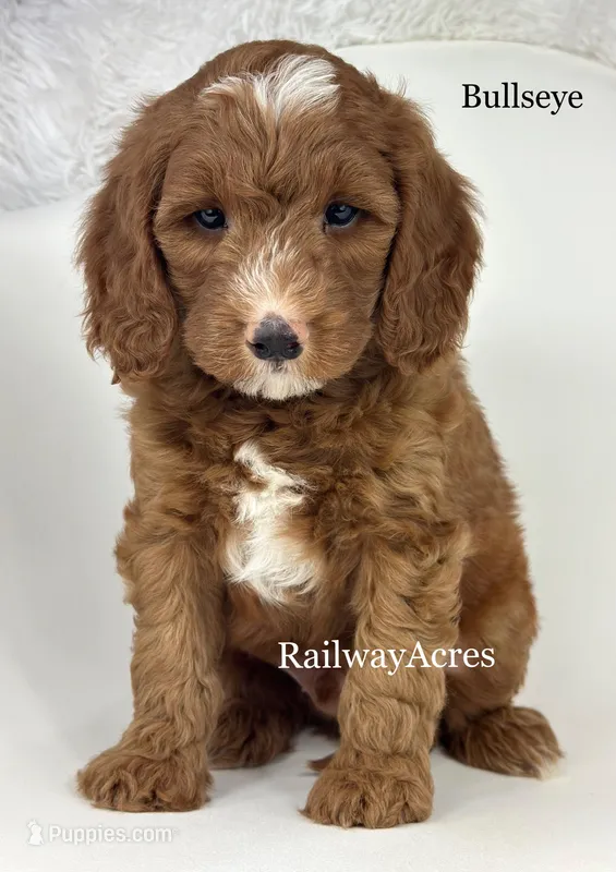 Bullseye – Miniature Goldendoodle puppy for sale in Milford, IN