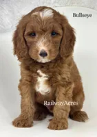 Bullseye, a male Miniature Goldendoodle for sale in Milford, IN – 1 of 3