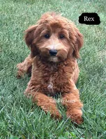 Rex, a male Miniature Goldendoodle for sale in Milford, IN – 3 of 8