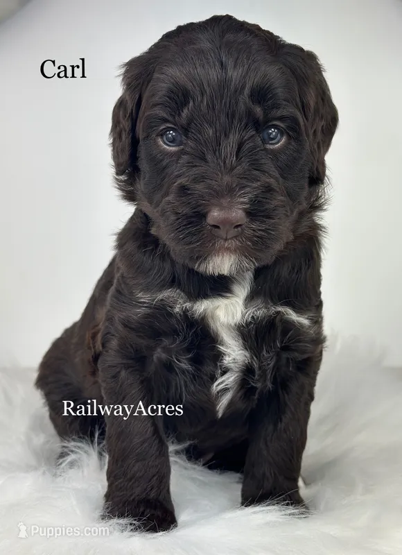 Carl – Golden Mountain Doodle puppy for sale in Milford, IN