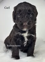 Carl, a male Golden Mountain Doodle for sale in Milford, IN – 1 of 1