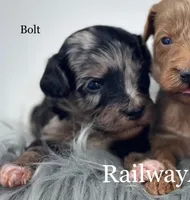 Bolt, a male Miniature Goldendoodle for sale in Milford, IN – 4 of 4