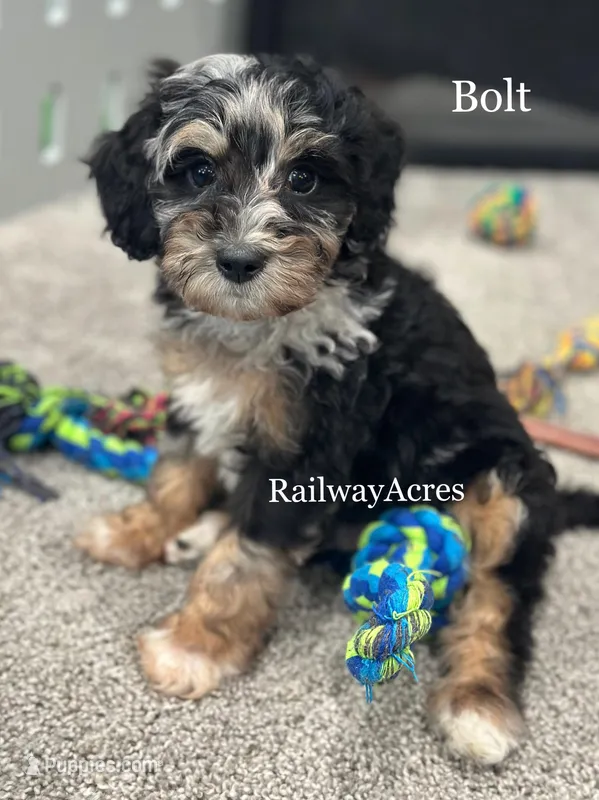 Bolt – Miniature Goldendoodle puppy for sale in Milford, IN