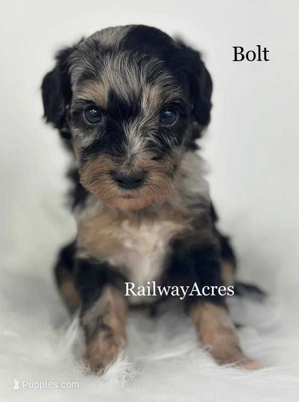 Bolt – Miniature Goldendoodle puppy for sale in Milford, IN