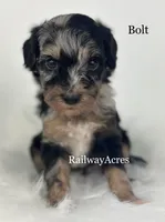 Bolt, a male Miniature Goldendoodle for sale in Milford, IN – 3 of 4