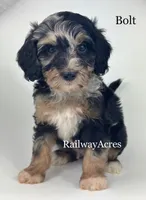 Bolt, a male Miniature Goldendoodle for sale in Milford, IN – 2 of 4