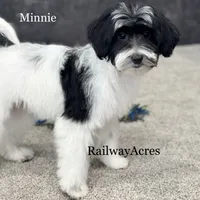 Minnie, a female Miniature Goldendoodle for sale in Milford, IN – Photo 5 of 10