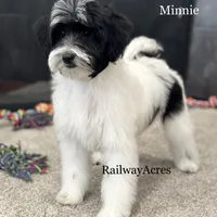 Minnie, a female Miniature Goldendoodle for sale in Milford, IN – Photo 4 of 10