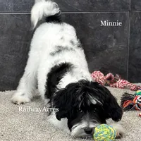 Minnie, a female Miniature Goldendoodle for sale in Milford, IN – Photo 3 of 10