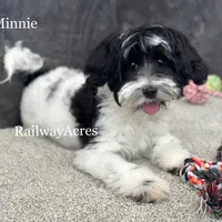 Minnie, a female Miniature Goldendoodle for sale in Milford, IN – Photo 2 of 10