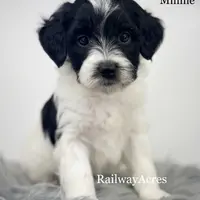 Minnie, a female Miniature Goldendoodle for sale in Milford, IN – Photo 8 of 10