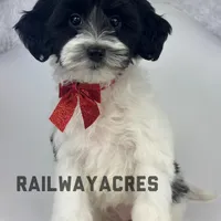 Minnie, a female Miniature Goldendoodle for sale in Milford, IN – Photo 6 of 10