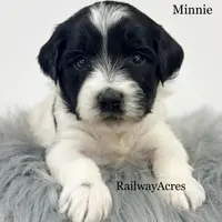 Minnie, a female Miniature Goldendoodle for sale in Milford, IN – Photo 10 of 10