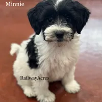 Minnie, a female Miniature Goldendoodle for sale in Milford, IN – Photo 7 of 10