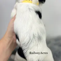 Minnie, a female Miniature Goldendoodle for sale in Milford, IN – Photo 9 of 10