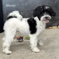 Minnie, a female Miniature Goldendoodle for sale in Milford, IN – Photo 1 of 10
