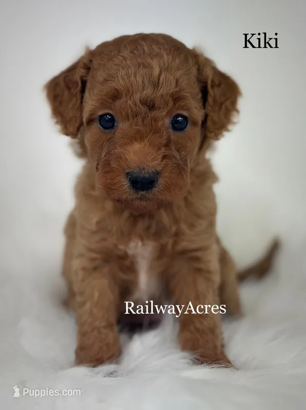 Kiki – Miniature Goldendoodle puppy for sale in Milford, IN