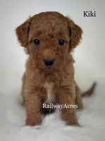 Kiki, a female Miniature Goldendoodle for sale in Milford, IN – Photo 1 of 2