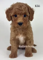Kiki, a female Miniature Goldendoodle for sale in Milford, IN – 2 of 4