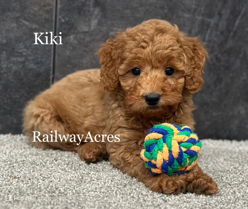 Kiki – Miniature Goldendoodle puppy for sale in Milford, IN