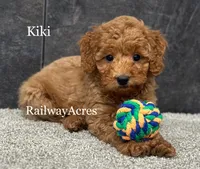 Kiki, a female Miniature Goldendoodle for sale in Milford, IN – 1 of 4