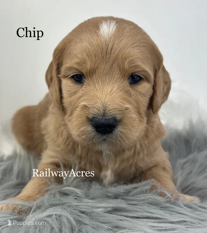 Chip- F1 Standard – English Goldendoodle puppy for sale in Milford, IN