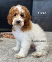 Oscar-Petite, a male Miniature Goldendoodle for sale in Milford, IN – 2 of 8