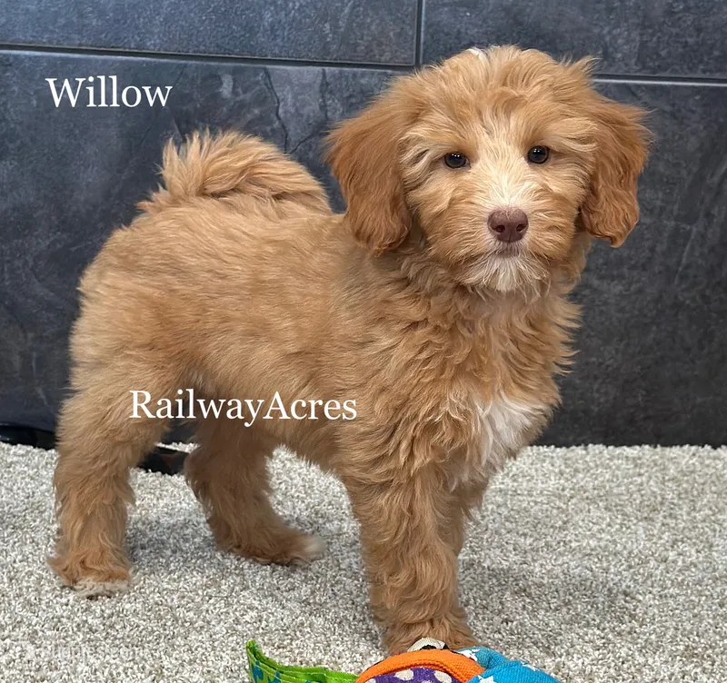 Willow – Miniature Goldendoodle puppy for sale in Milford, IN