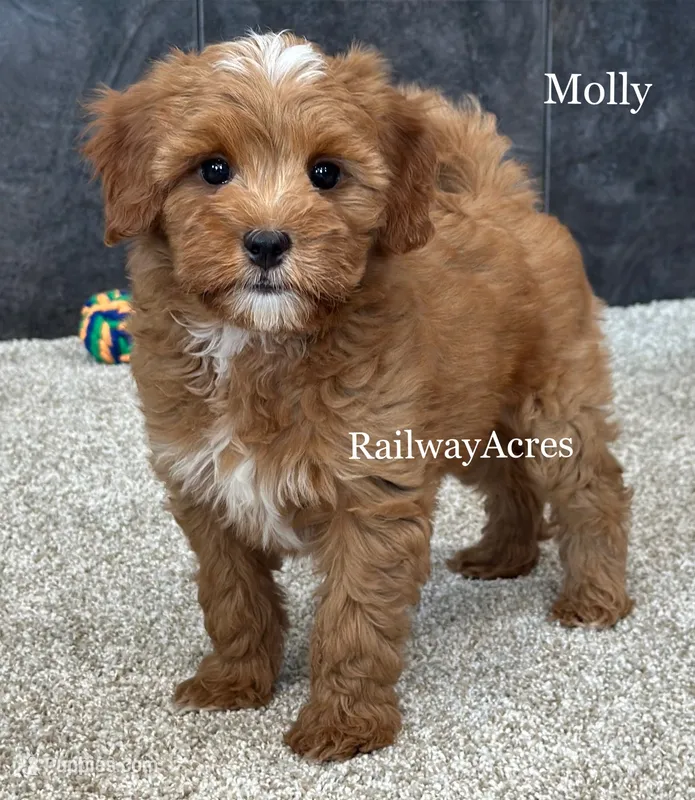 Molly – Miniature Goldendoodle puppy for sale in Milford, IN