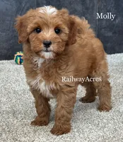 Molly, a female Miniature Goldendoodle for sale in Milford, IN – 1 of 4