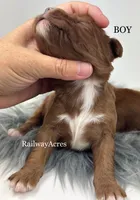 Boy 3, a male Miniature Goldendoodle for sale in Milford, IN – 2 of 2