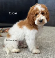 Oscar-Petite, a male Miniature Goldendoodle for sale in Milford, IN – 3 of 8