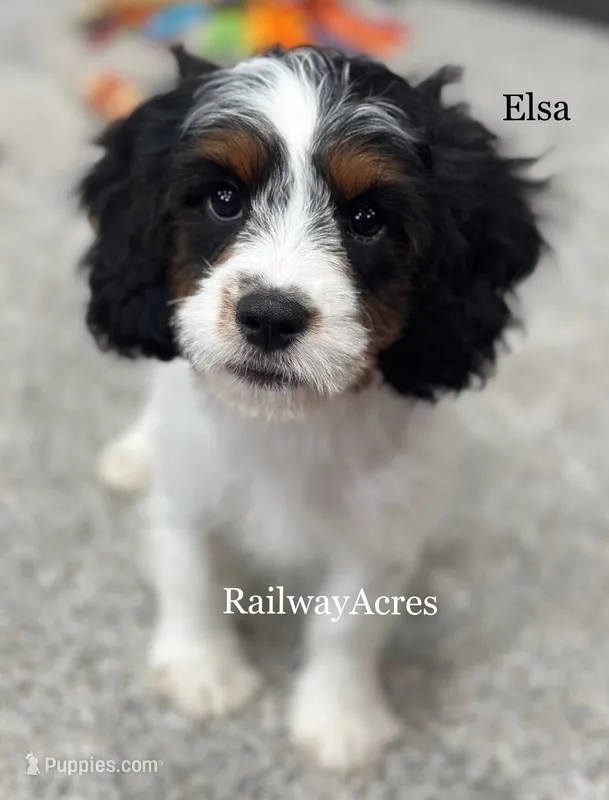 Elsa – Cavapoo puppy for sale in Milford, IN