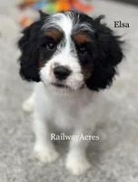 Elsa, a female Cavapoo for sale in Milford, IN – 1 of 9