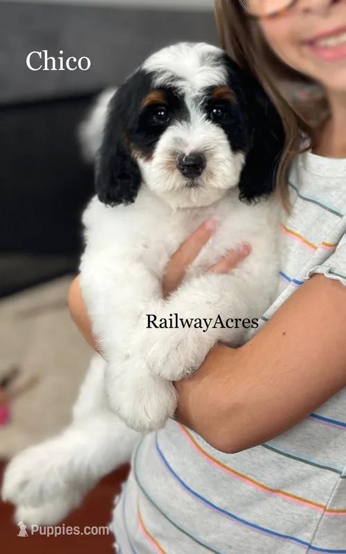 Chico-Petite – Miniature Goldendoodle puppy for sale in Milford, IN