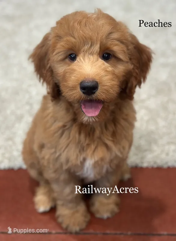 Peaches-Medium – Goldendoodle puppy for sale in Milford, IN