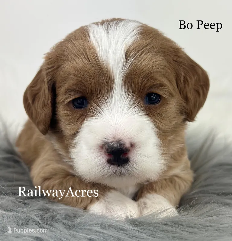 Bo Peep – Miniature Goldendoodle puppy for sale in Milford, IN