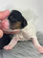 Girl 5, a female Cavapoo for sale in Milford, IN – 3 of 3