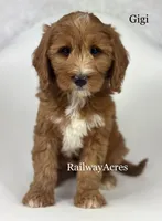 Gigi-Mini, a female Miniature Goldendoodle for sale in Milford, IN – Photo 1 of 5