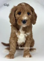 Gigi-Mini, a female Miniature Goldendoodle for sale in Milford, IN – Photo 2 of 5