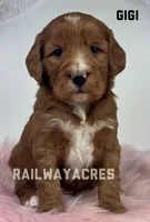 Gigi-Mini, a female Miniature Goldendoodle for sale in Milford, IN – Photo 3 of 5