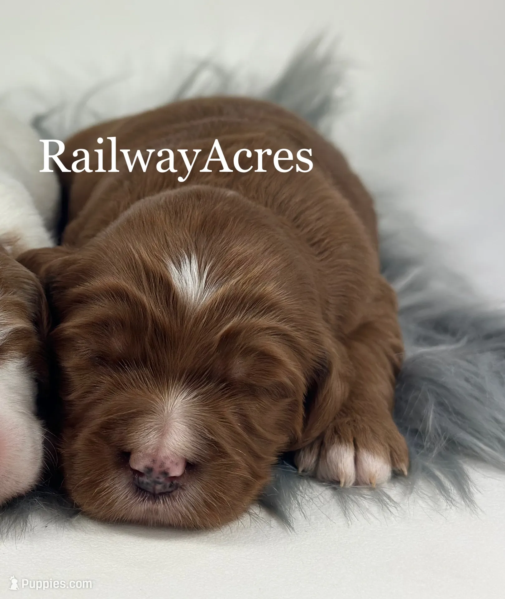 Gigi-Mini, a female Miniature Goldendoodle for sale in Milford, IN – Photo 4 of 5