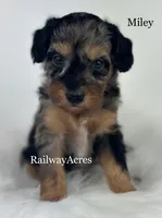 Miley, a female Miniature Goldendoodle for sale in Milford, IN – Photo 1 of 2