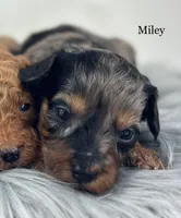 Miley, a female Miniature Goldendoodle for sale in Milford, IN – Photo 2 of 2