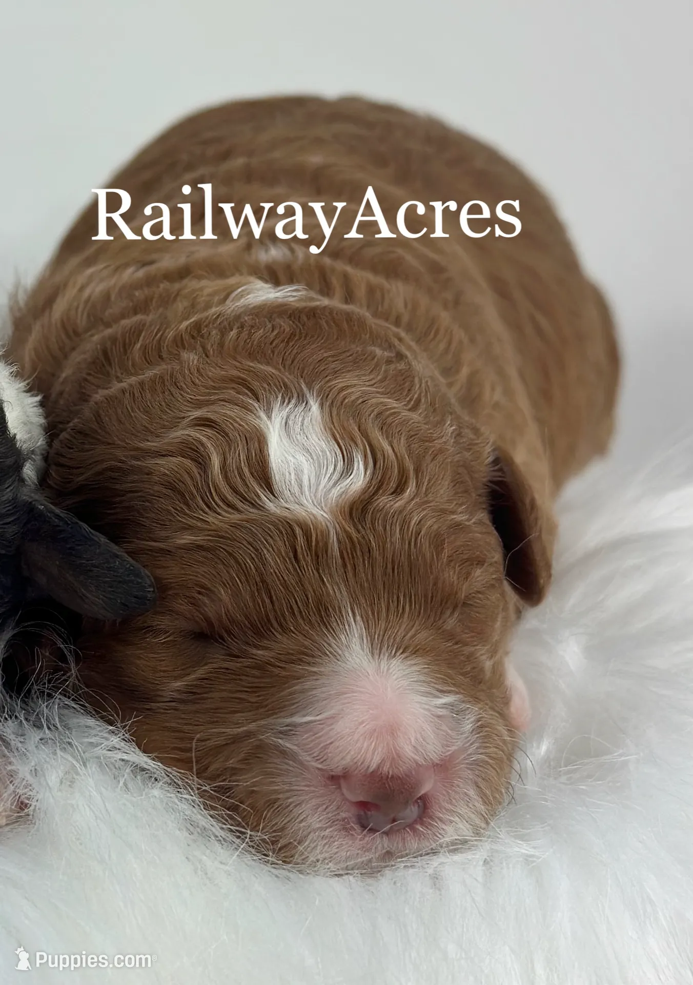 Vicki-Petite, a female Miniature Goldendoodle for sale in Milford, IN – Photo 4 of 5