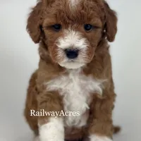 Vicki-Petite, a female Miniature Goldendoodle for sale in Milford, IN – Photo 2 of 6