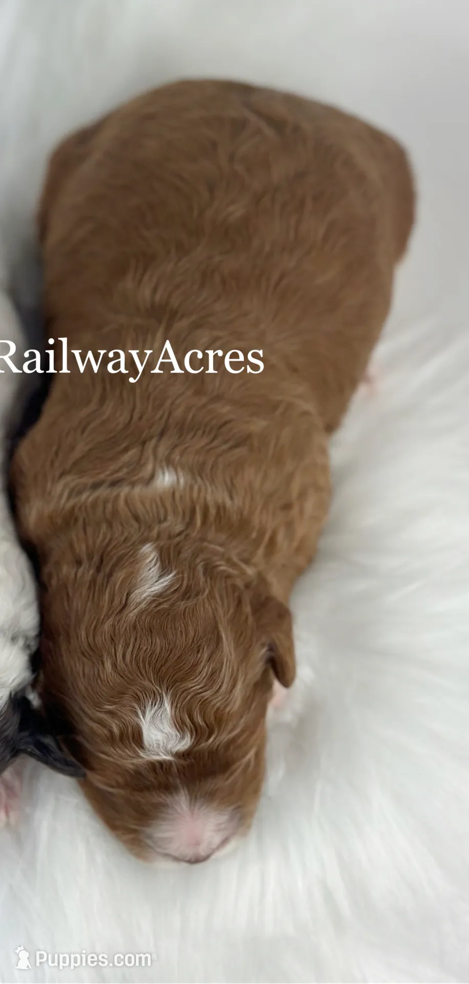 Vicki-Petite, a female Miniature Goldendoodle for sale in Milford, IN – Photo 5 of 5