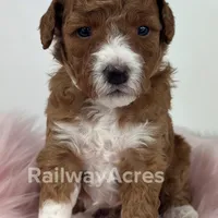 Vicki-Petite, a female Miniature Goldendoodle for sale in Milford, IN – Photo 3 of 6