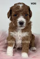 Vicki-Petite, a female Miniature Goldendoodle for sale in Milford, IN – Photo 2 of 5