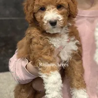 Vicki-Petite, a female Miniature Goldendoodle for sale in Milford, IN – Photo 1 of 6